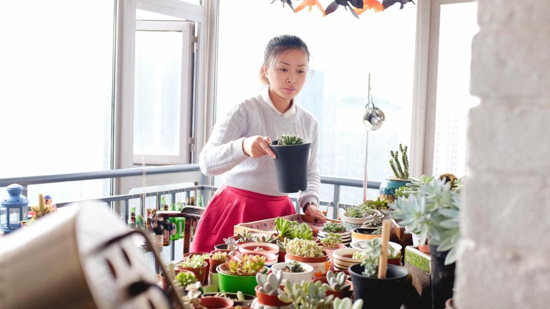 独白多肉植物主题吧