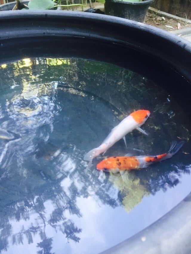 蘭園茶室