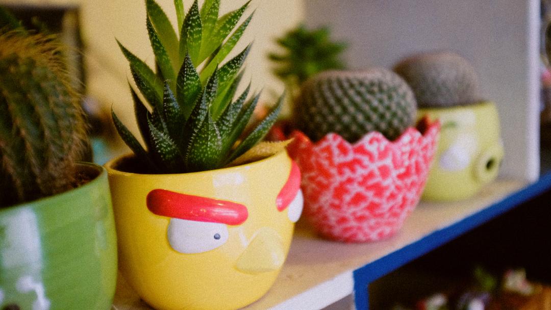植多小屋