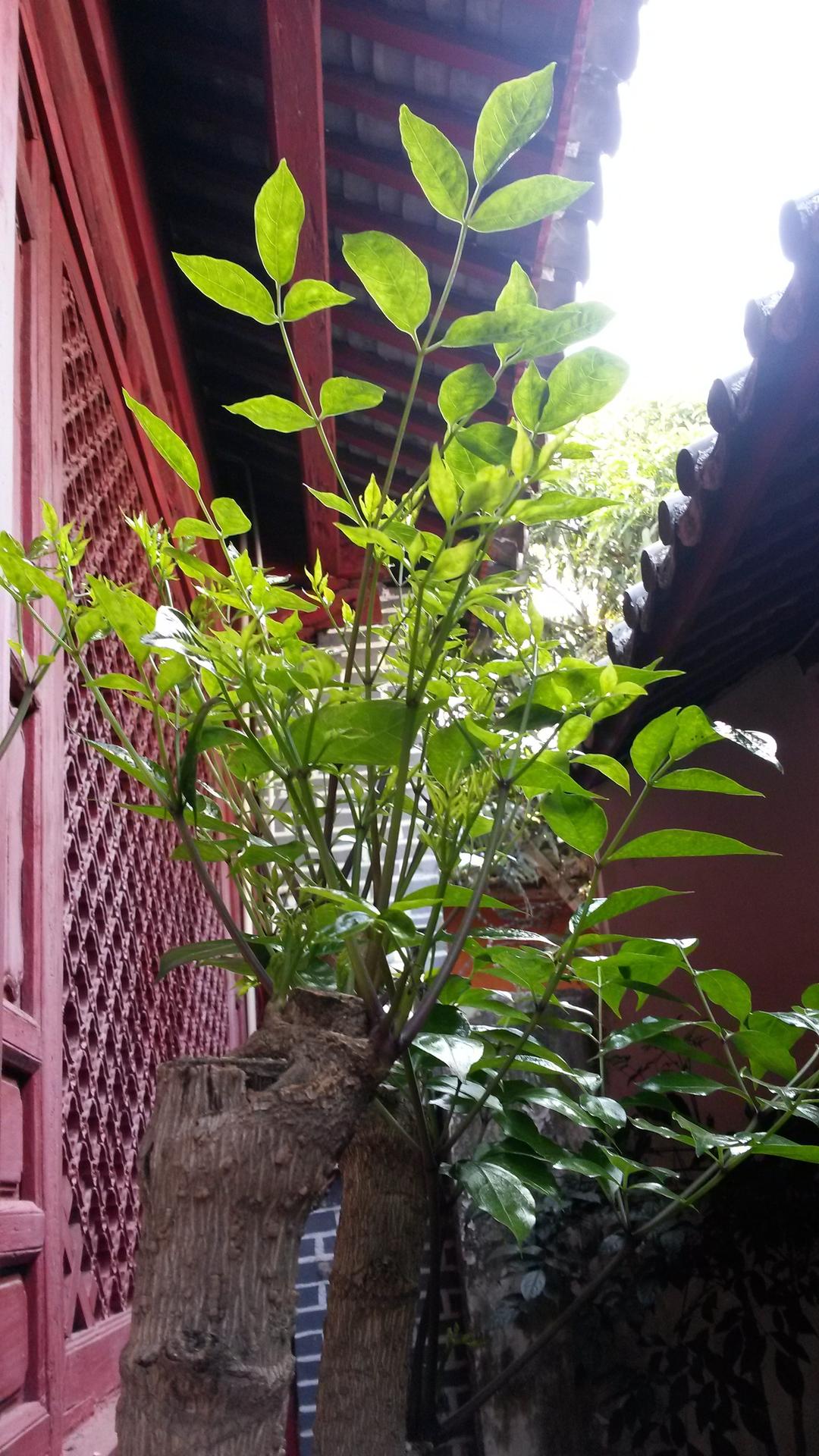 普洱茶马驿栈(石屏会馆)