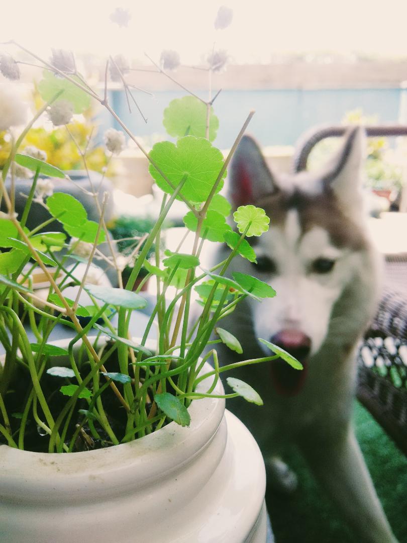 蜜糖海景度假小屋