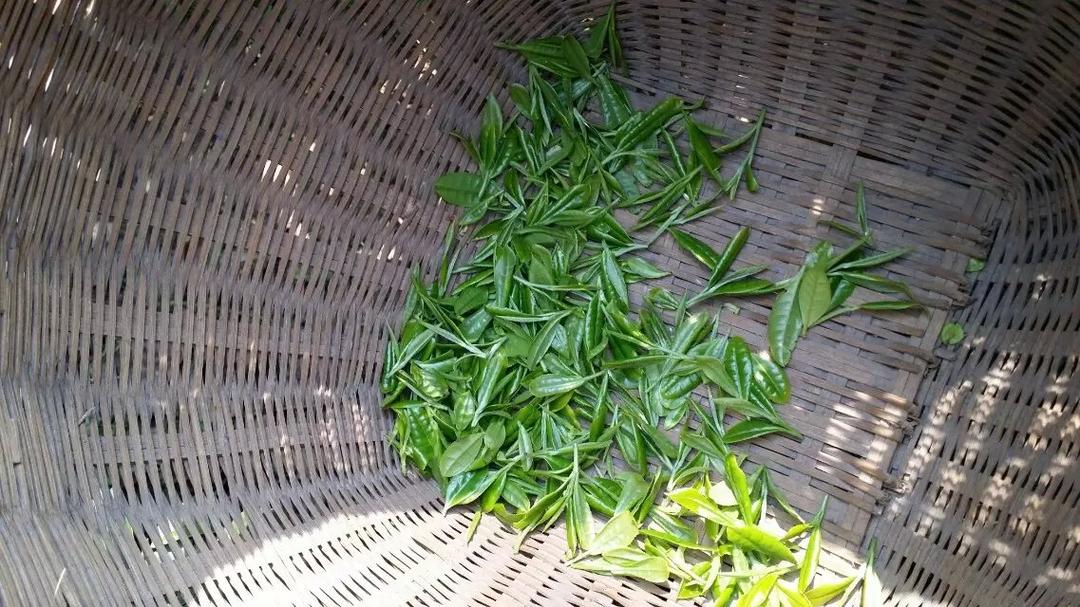初禅茶苑