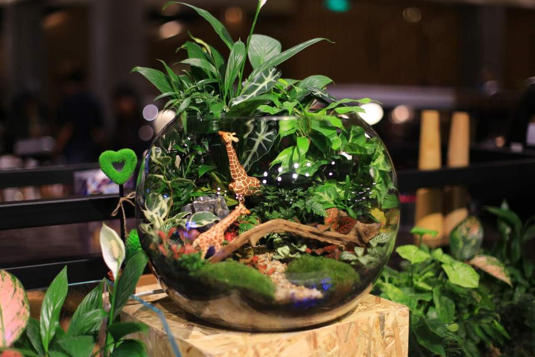 小浣熊的花花草草(莱太花卉店)