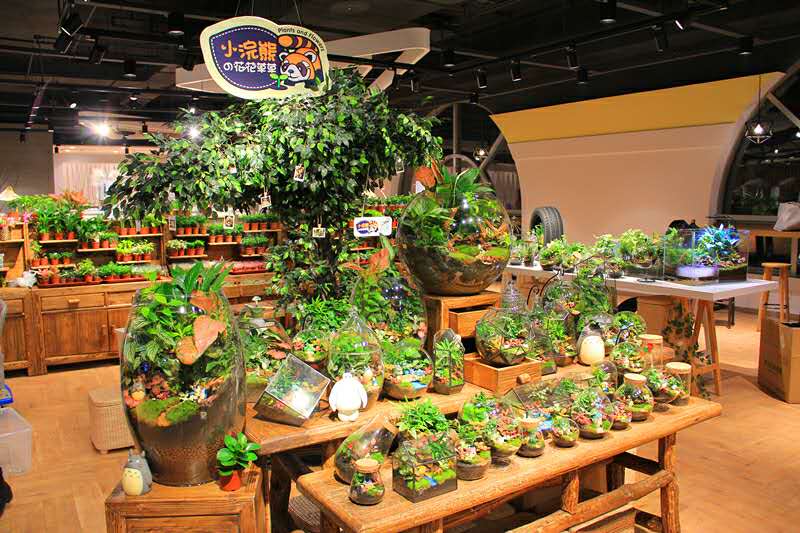 小浣熊的花花草草(莱太花卉店)