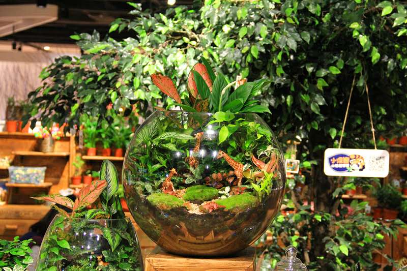 小浣熊的花花草草(莱太花卉店)