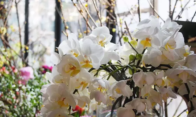 Rosa Gallica(武康路店)