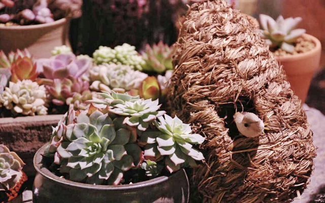 花生声多肉植物手作