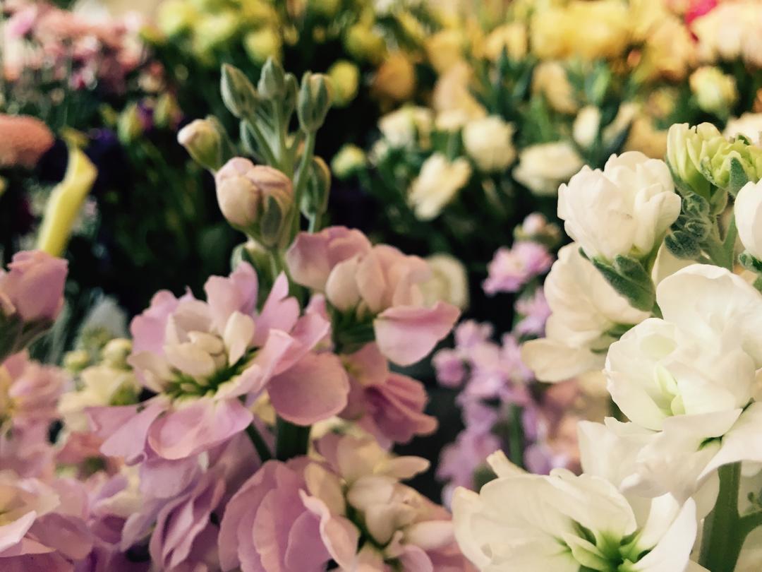 棉花flowers