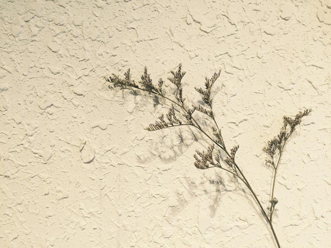 棉花flowers