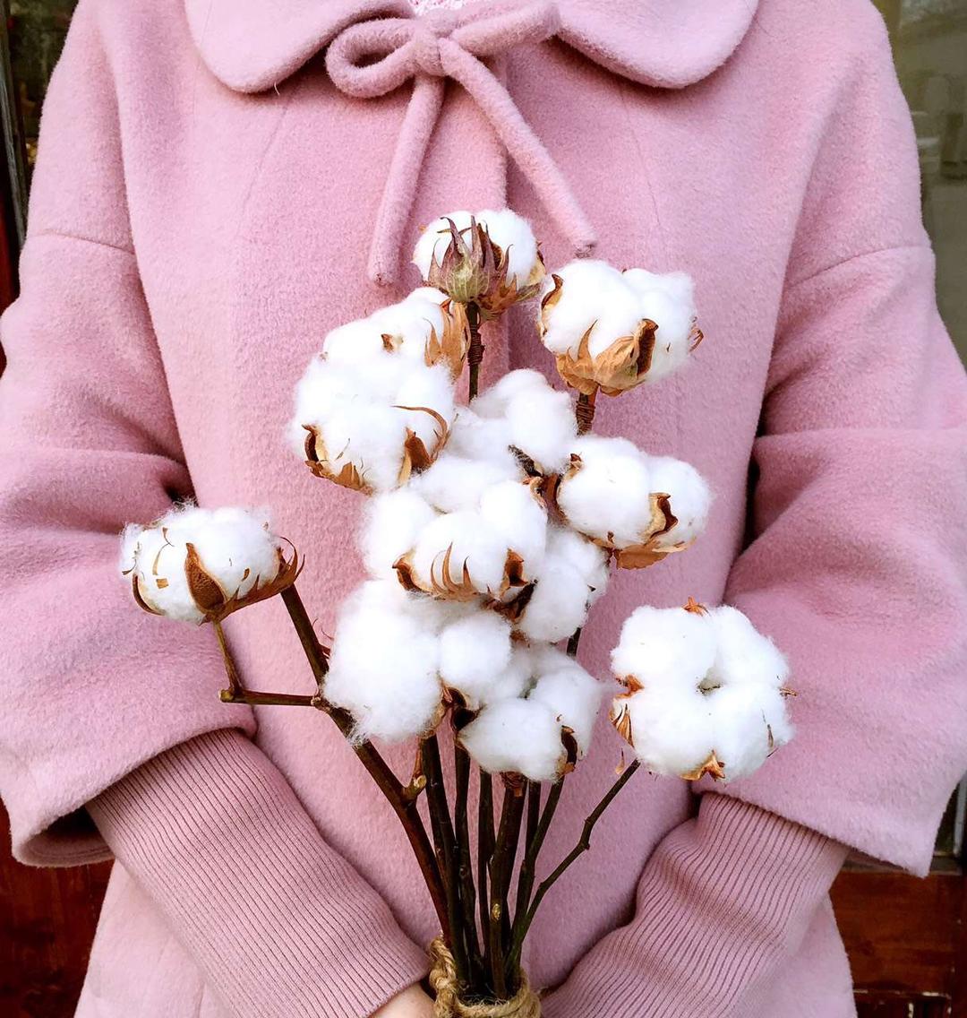 棉花flowers