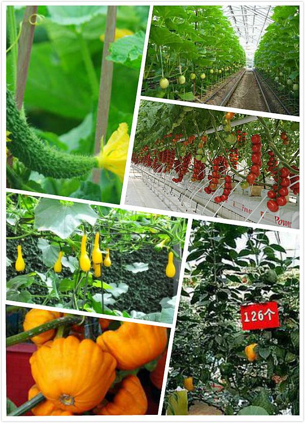  中荷无土栽培有机蔬菜种植技术与休闲有机庄园规划专题研修班