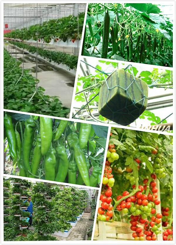  中荷无土栽培有机蔬菜种植技术与休闲有机庄园规划专题研修班