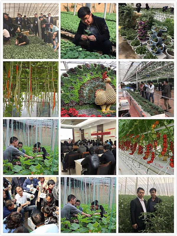 第九期荷兰无土栽培技术的升级与有机蔬菜活体保鲜技术培训班