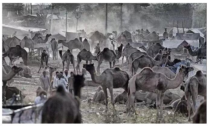 印度 | 11月 印度多彩骆驼节 人文摄影之旅