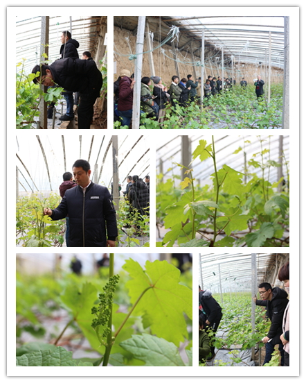  第二十三期中荷无土栽培暨绿色蔬菜种植技术培训班2019（4月寿光）