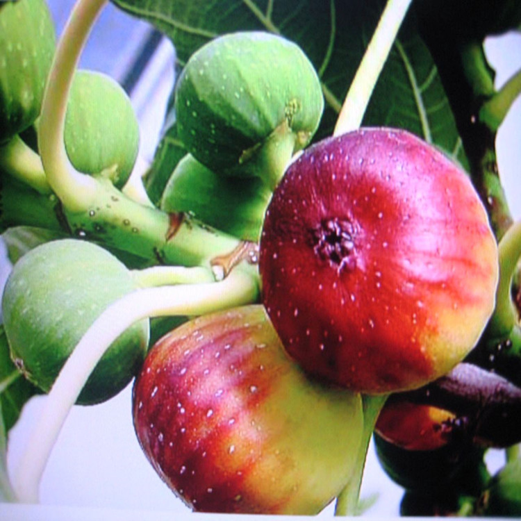 2019全国精品水果提质增产增效技术系列培训 ——葡萄、草莓、无花果种植关键技术专题培训班（9月北京）
