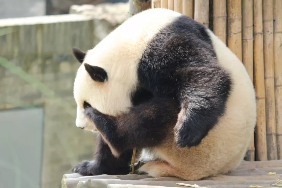 【四川】给大熊猫做饭、打扫、做铲屎官！大熊猫保护科研公益营，国际青少年志愿者计划，7岁起报，超稀缺冬令营！（2.10-2.14）