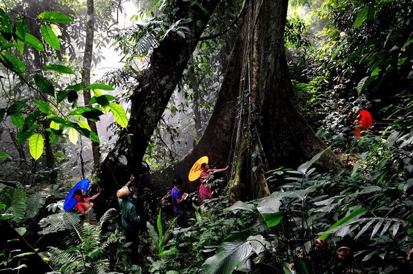 【西双版纳】热带雨林专业亲子团！7天6晚探索、树降、溯溪、寻宝！4岁起报！（12.21-12.27）