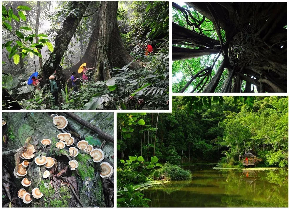 【西双版纳】热带雨林专业亲子团！7天6晚探索、树降、溯溪、寻宝！4岁起报！（9.30-10.6）