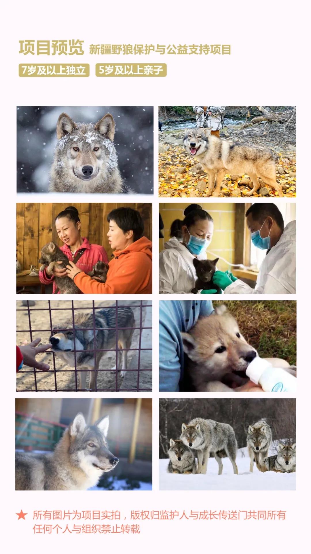 成长传送门-新疆野狼保护与公益支持项目
