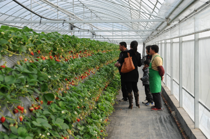 第五十九期中荷无土栽培有机蔬菜及高架草莓沙培番茄技术培训通知4月24-28山东