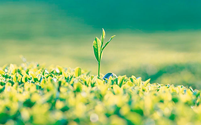 2015国际茶业大会