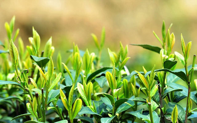 首届茶叶流通与创新高峰论坛