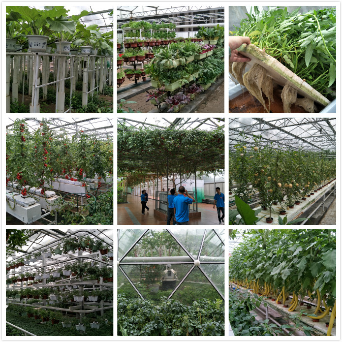 第十期荷兰无土栽培与寿光有机蔬菜高产技术培训班