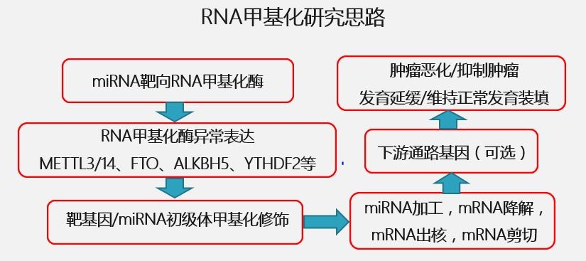 RNA甲基化修饰（m6A）课题思路介绍及热点方向分析（7月）